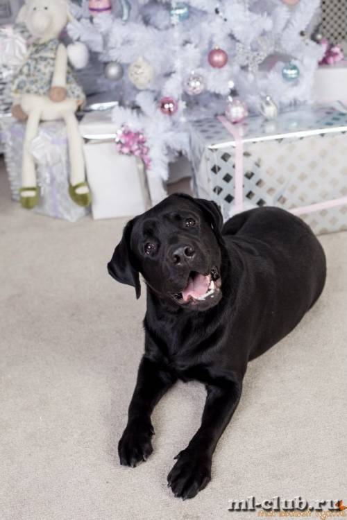 post-12493-0-16073800-1422119145_thumb.j