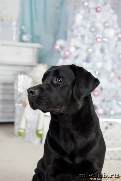 post-12493-0-40201500-1422119133_thumb.j