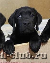 post-12493-0-68107600-1422120062_thumb.j