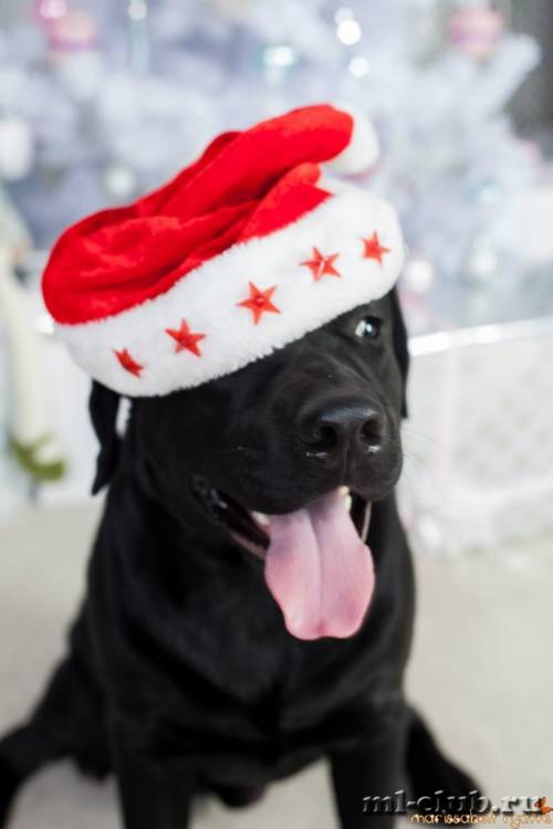 post-12493-0-99778100-1422119123_thumb.j