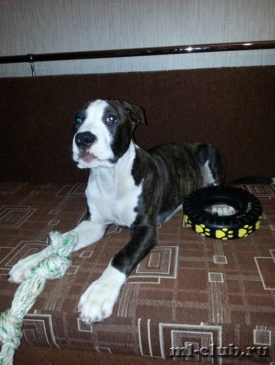 post-1699-0-63528300-1422255170_thumb.jp