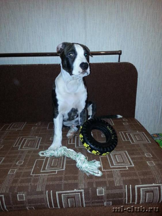 post-1699-0-85277000-1422255135_thumb.jp