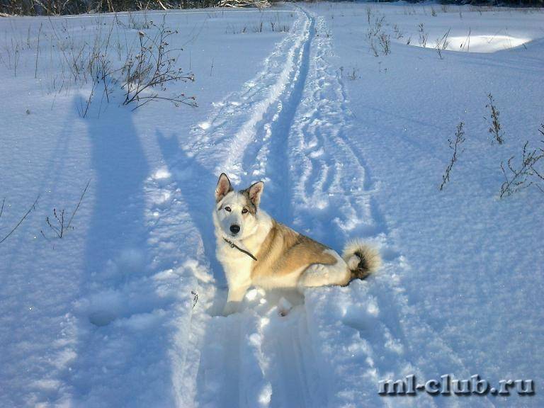 post-10380-0-09756900-1422905925_thumb.j