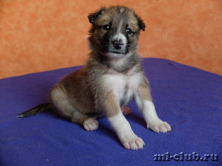 post-10380-0-33652800-1422906077_thumb.j