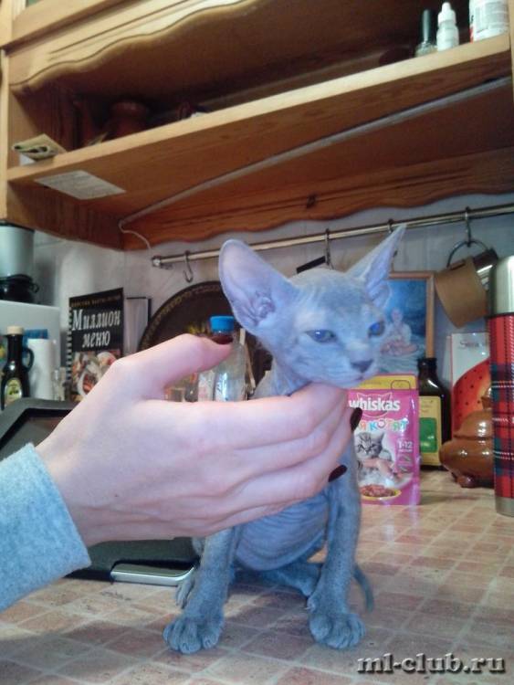 post-10957-0-52927100-1422857876_thumb.j