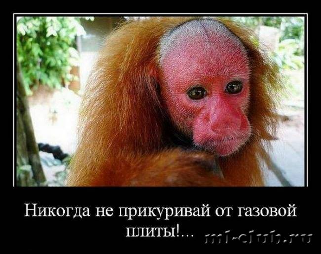 post-12895-0-46870200-1394020084_thumb.j