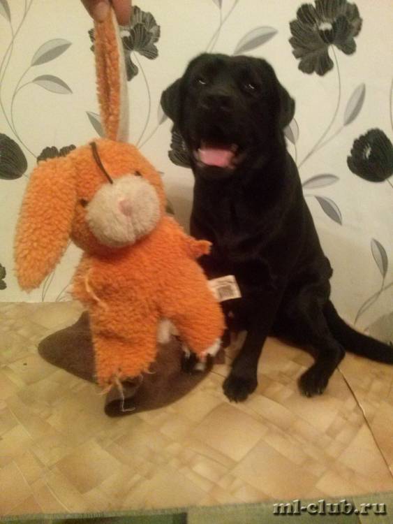 post-12493-0-43764800-1426279215_thumb.j