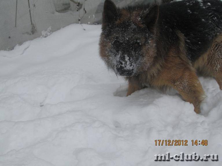 post-19070-0-19290400-1426098476_thumb.j