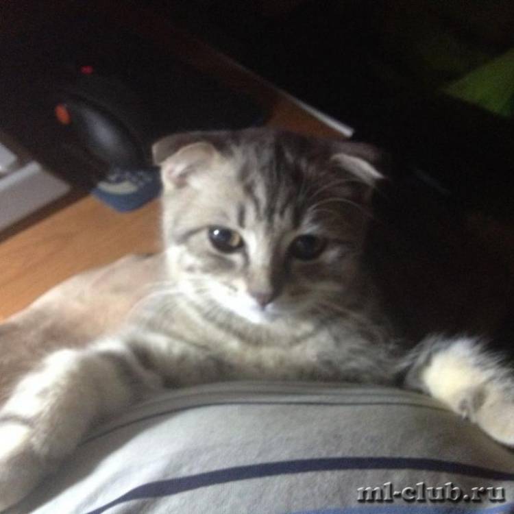 post-7216-0-24698900-1425977757_thumb.jp