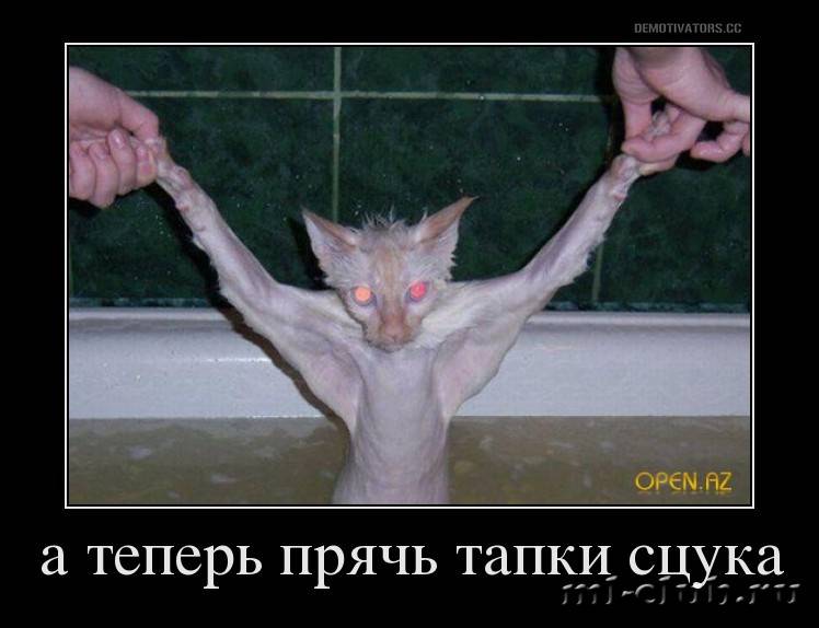 post-20813-0-80416000-1458641101_thumb.j