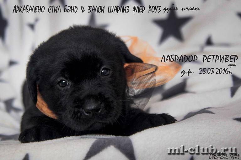 post-12493-0-22126700-1461613271_thumb.j