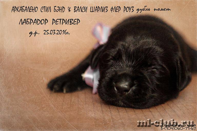 post-12493-0-29592900-1459883103_thumb.j