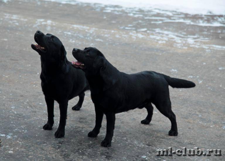 post-12493-0-67774800-1459883266_thumb.j