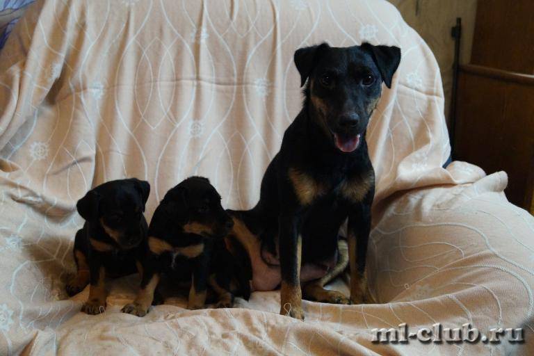 post-3031-0-07750600-1459804093_thumb.jp