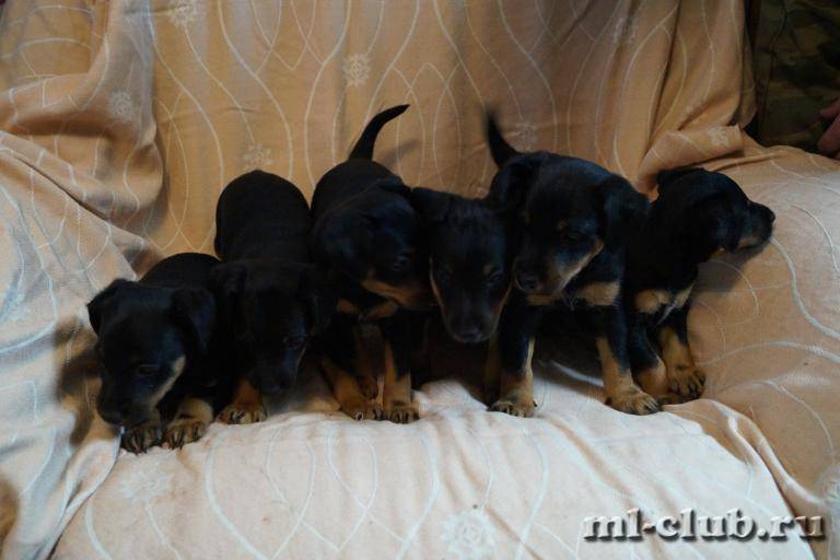 post-3031-0-08856100-1459804102_thumb.jp