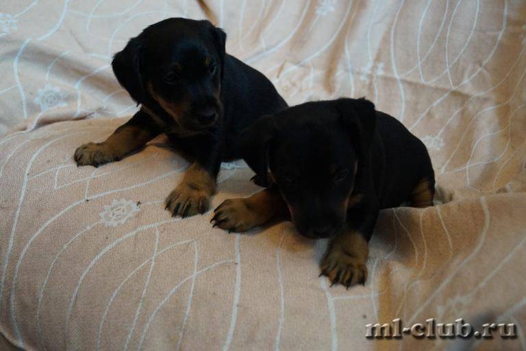 post-3031-0-19648300-1459804126_thumb.jp