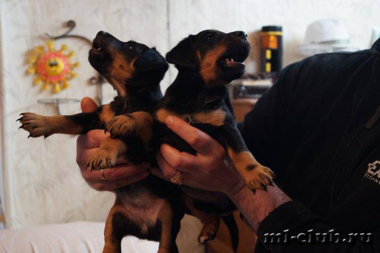 post-3031-0-53396600-1459804134_thumb.jp