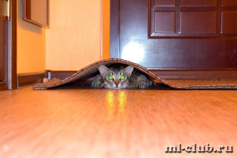 post-13620-0-07664600-1433072736_thumb.j