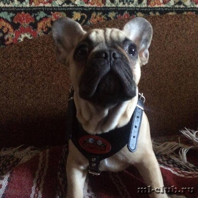 post-10733-0-29527200-1462565596_thumb.j