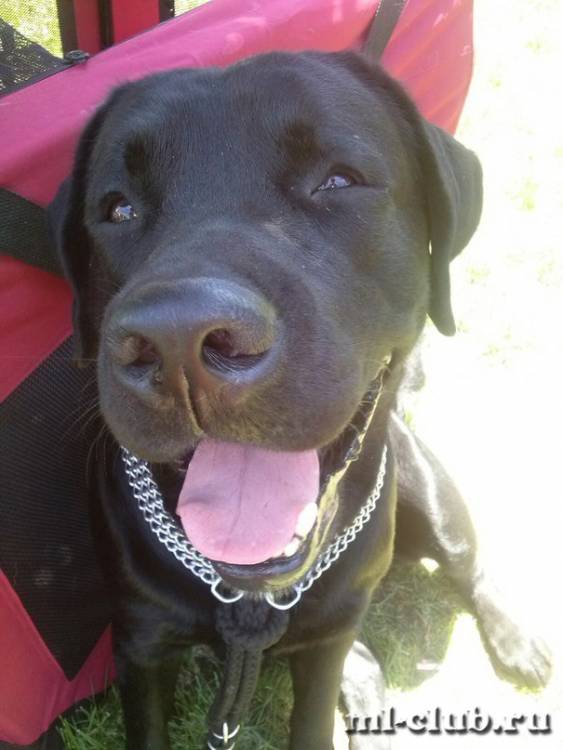 post-12493-0-09971800-1464215194_thumb.j