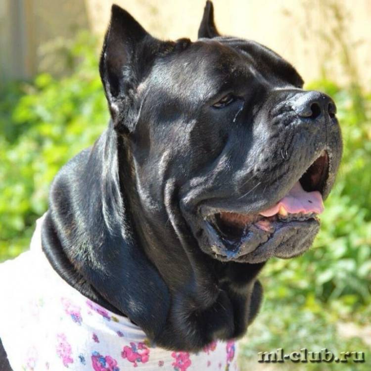 post-2316-0-47596200-1434914326_thumb.jp