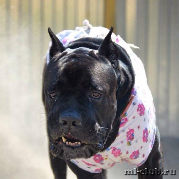 post-2316-0-78253200-1434914306_thumb.jp