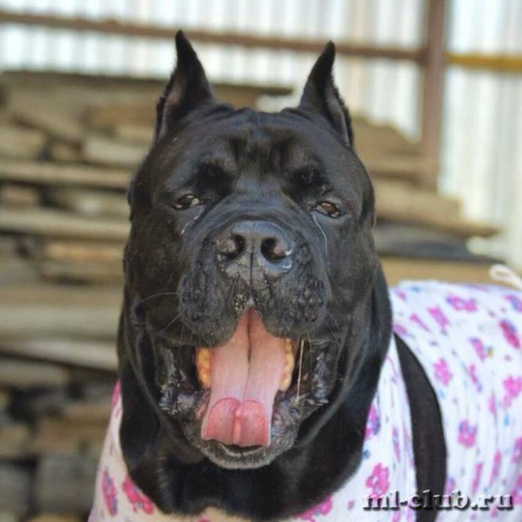 post-2316-0-99983800-1434914287_thumb.jp