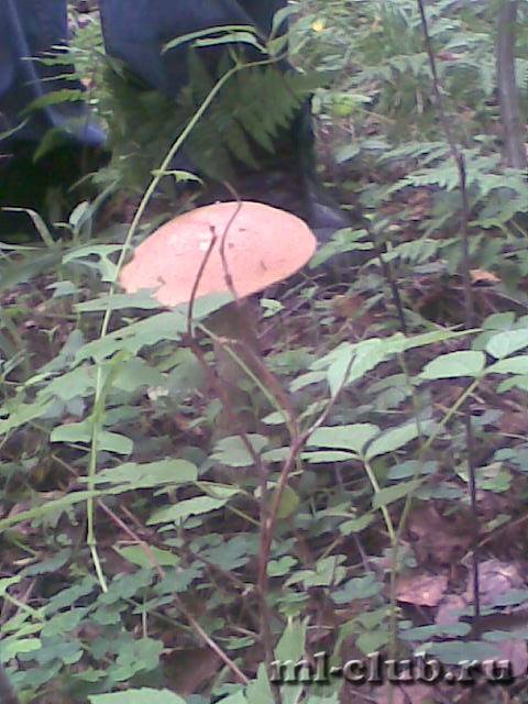 post-20813-0-94117400-1465153323_thumb.j