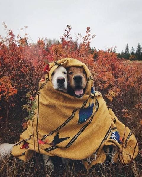 C__Data_Users_DefApps_AppData_INTERNETEXPLORER_Temp_Saved Images_1515415223_korzik_net_project_van_life_28.jpg