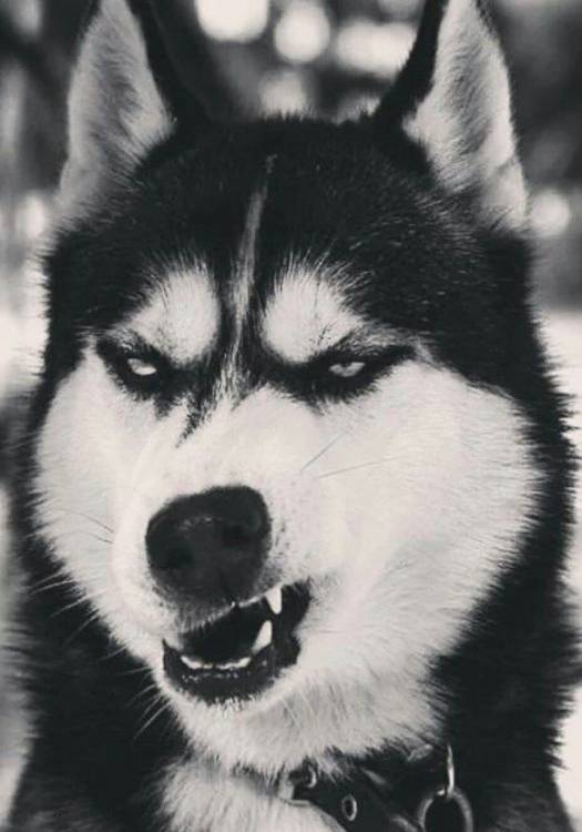 cool-dog-funny-husky-Favim.com-3496797.jpg