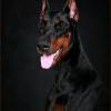 doberrrman